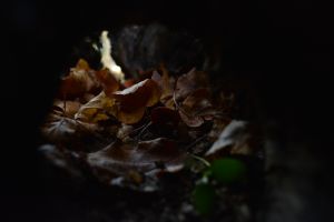 tree inside
